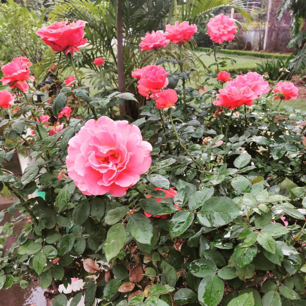 Heritage Homestay Jammu Luaran gambar
